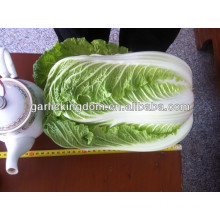 sell new crop Chinese Cabbage brother kingdom